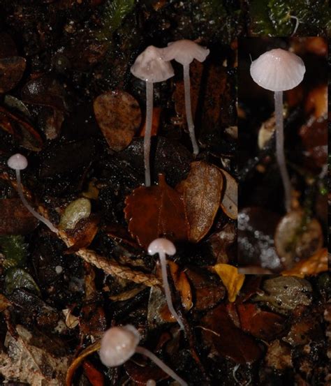 Virtual Mycota Mycena Sp Mt Holdsworth PDD87426