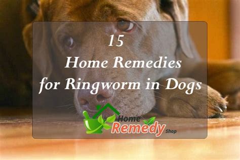 15 Home Remedies for Ringworm in Dogs - Home Remedies