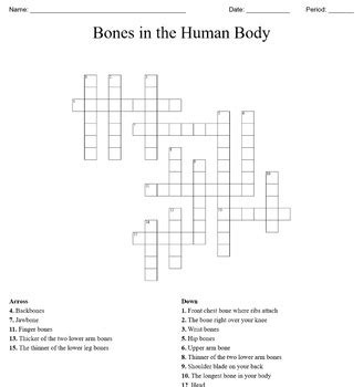 Bones Of The Human Body Anatomy Crossword Puzzle By Meeks Math And Science