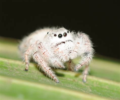 Jumping Spider Project Noah