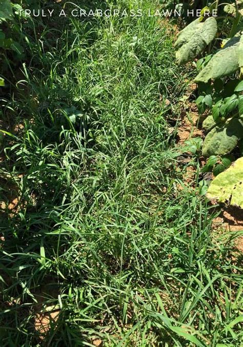 Crabgrass Takeover: 7 Stealthy Strategies To Eradicate It For Good