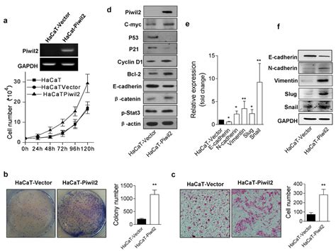 Piwil2 Overexpression Induces HaCaT Cell Malignant Transformation A