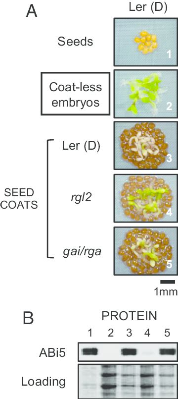 Seed Coat Dependent Repression Of Germination Necessitates A Functional Download Scientific