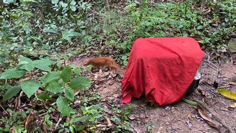 Semace e Ibama realizam a soltura de animais silvestres ameaçados de