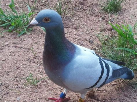 Homing Pigeon Off Course At Northford Home North Branford Ct Patch