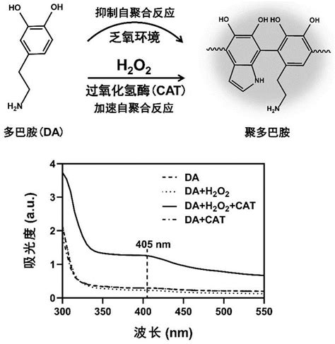 基于多巴胺或酚类化合物的过氧化氢酶活性检测方法及用途