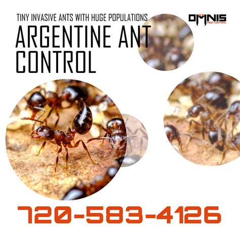 Argentine Ant Control Omnis Pest Control