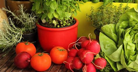 Guía Completa Para Cultivar Hortalizas Nutritivas En La Ciudad