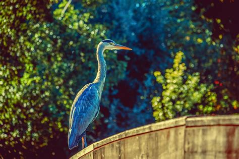 Heron Bird Backlighting Water Free Photo On Pixabay Pixabay