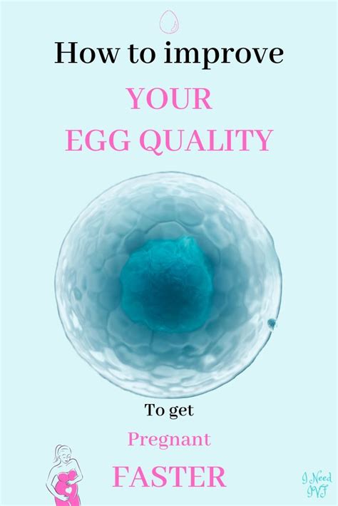 How To Improve Your Egg Quality To Help You Get Pregnant Faster Egg