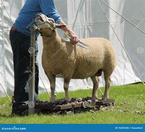 Grooming a Sheep. stock photo. Image of woollen, scissors - 76293246