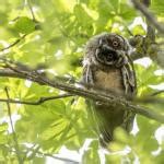 45 AVES NOCTURNAS Nombres Y Tipos Con Fotos