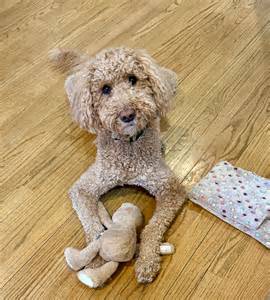 New Jersey's most popular dog names in 2025? Pet owners were howling at