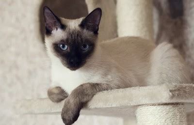 Snowshoe vs Siamese Cat: A Breed Comparison