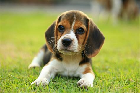 Can Puppies Survive If Born At 56 Days