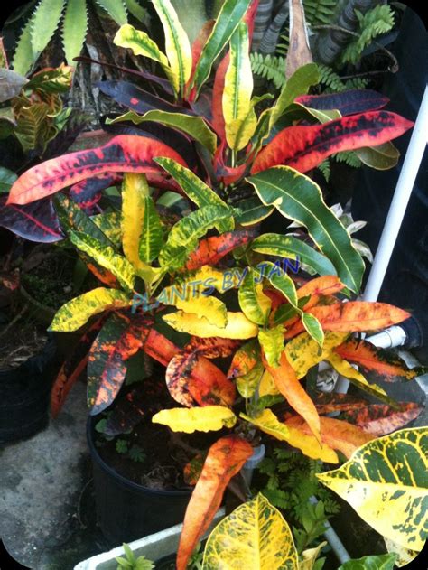 South Florida Plant Guide Croton | nivea fave rarte satelie