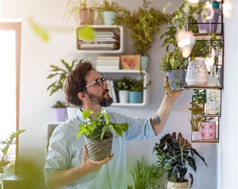 Beneficios De Tener Plantas En El Hogar MIA 93 9 FM