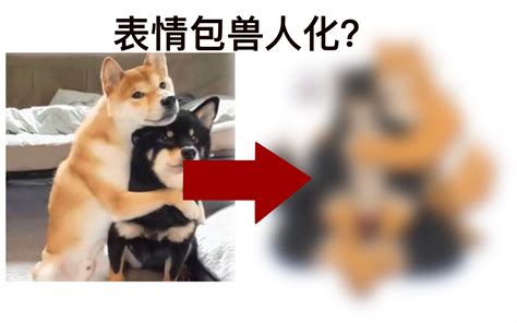 （兽人绘画）俩只柴犬甜蜜贴贴哔哩哔哩bilibili