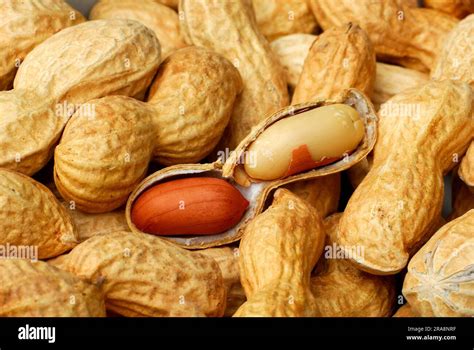 Peanuts Arachis Hypogaea Peanut Stock Photo Alamy