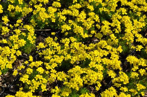 Draba Aizoides Frikarti Stauden Ag