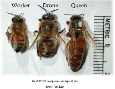 Honeybee Or Queen A Study Of The Epigenetic Differentiation Of Bees