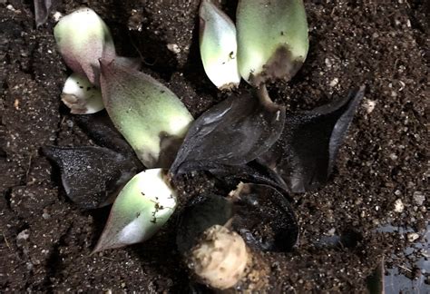 Root Rot In Succulents How To Treat Complete Guide