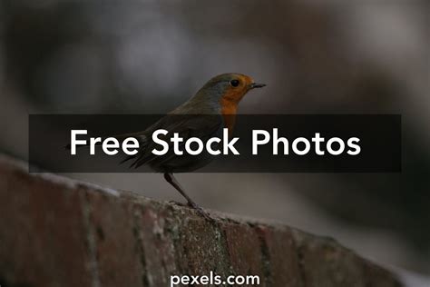 Pikok Bird Photos, Download Free Pikok Bird Stock Photos & HD Images