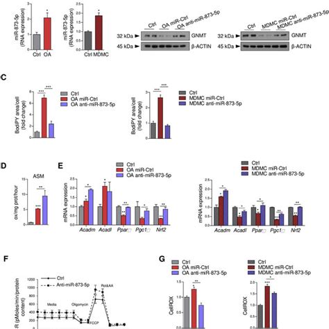 The Mir 34a Sirt1 Ampk Pathway Is Activated In The Muscle Of Mice With