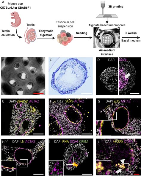 Frontiers Long Term Maintenance And Meiotic Entry Of Early Germ Cells