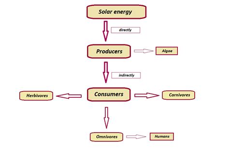 Use The Following Terms To Create A Concept Map Algae Huma Quizlet