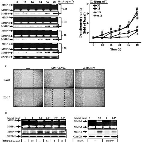 Il Induced Mmp Expression And Cell Migration In A Cells A