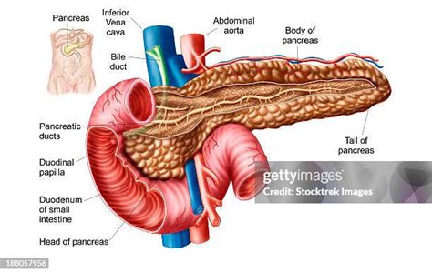 Pancreas Diagram Photos and Premium High Res Pictures - Getty Images