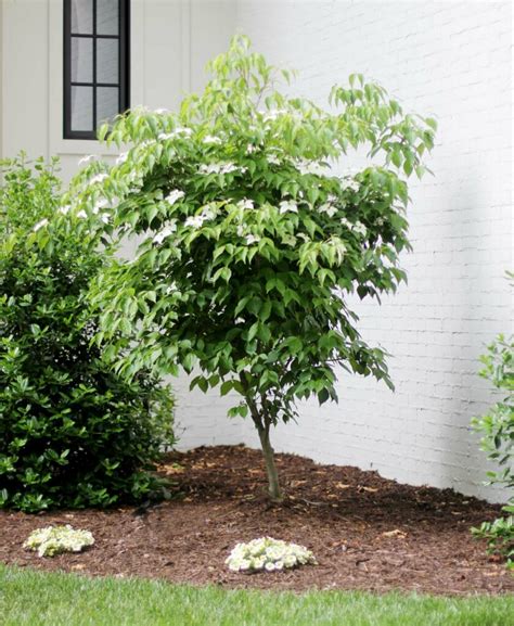 How to Grow and Care for a Dogwood Tree - Plank and Pillow