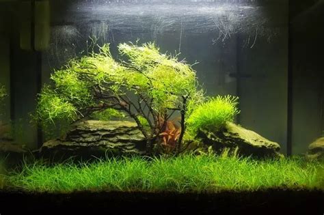 Dwarf Hairgrass Care Guide Carpet How To Plant And More