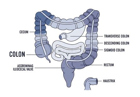 parts  colon labeled