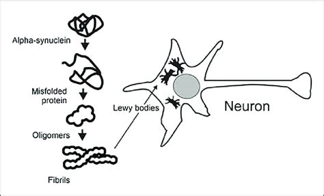 Schematic outline showing the pathway in which alpha-synuclein turns ...