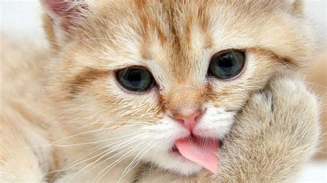 Wallpaper Pc Kucing Hd Pics Myweb