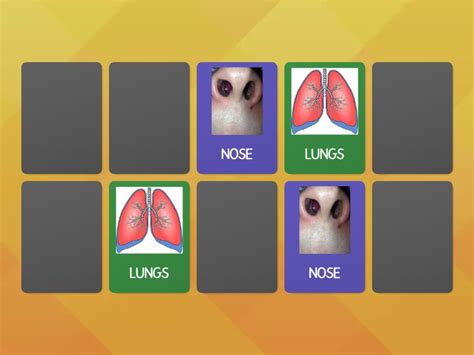 Respiratory System Matching Pairs