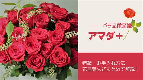 bloom note