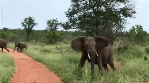 Elephant Stampede GIF - Elephant Stampede Africa - Discover & Share GIFs