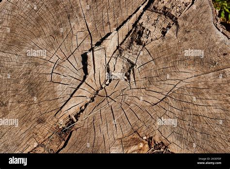 Tree Trunk Texture Stock Photo Alamy