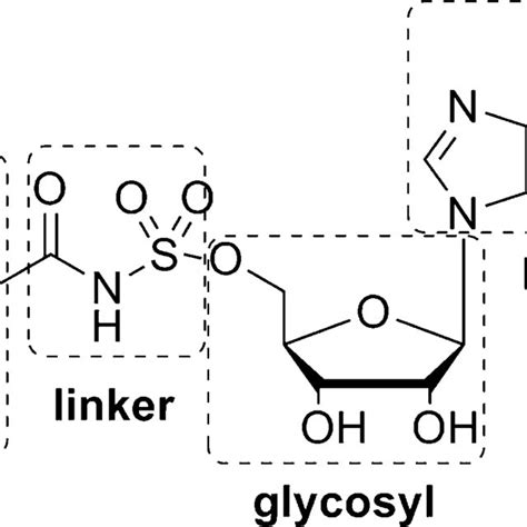 Schematic Representation Of Various Structural Domains Of Nucleoside