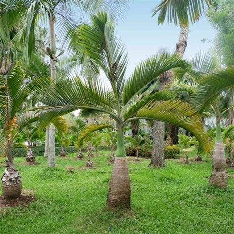 Feet Hyophorbe Lagenicaulis Royal Palm Tree Bottle Palm For Garden