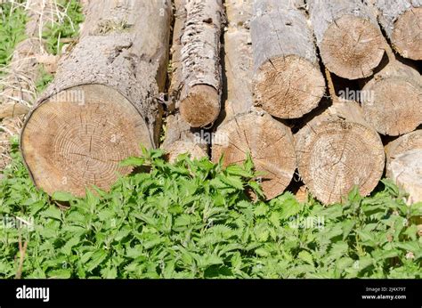 Pile Of Felled Tree Trunks And Green Stinging Nettles In The Forest