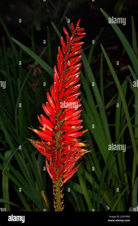 21 Red Tall Flowering Plants Rudigerlucrezia