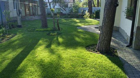 Мшанка морозостойкая шиловидная на 7 кв. м газона – купить в Москве ...