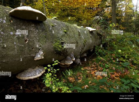 Hoof Fungus Tinder Bracket Fomes Fomentarius At The Trunk Of A