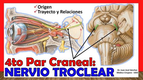 Pares Craneales Mind Map