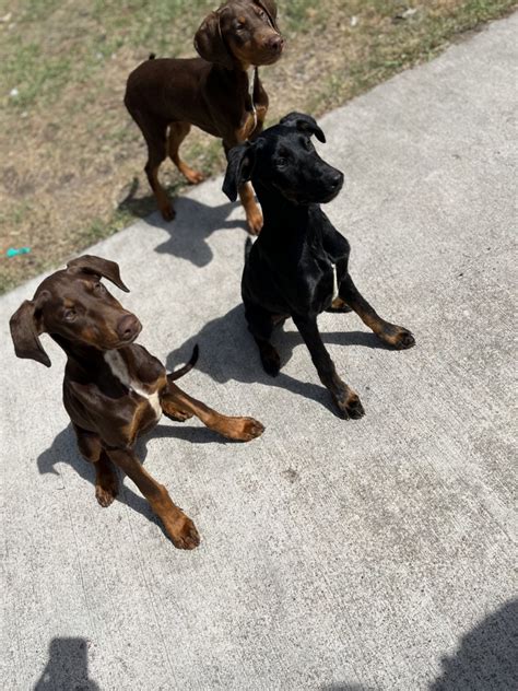 Doberman Pinscher For Sale In Houston Heights Tx