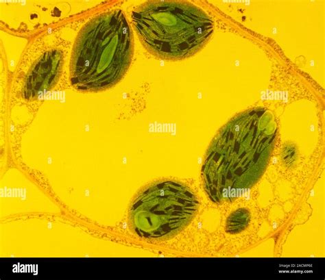 Plant cell, coloured transmission electron microscope (TEM ...